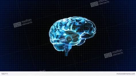 Rotating Brain Animation Realistic Human Brain Rotating By Red5five