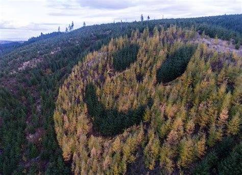 Trees Form A Smiley Face Along Oregons Douglas Fir Forest