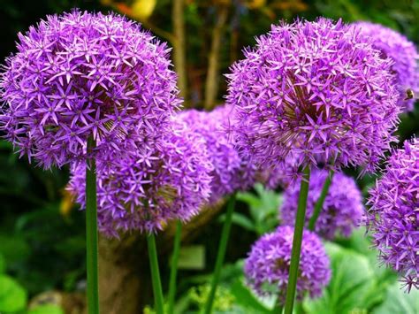 Allium Purple Sensation A Perennial Flowering Plant Sc Garden Guru