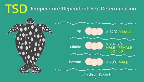 Can A Turtles Sex Be Determined By Its Nest Science Abc