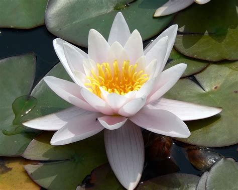 White Lotus On Lily Pad Hd Wallpaper Wallpaper Flare