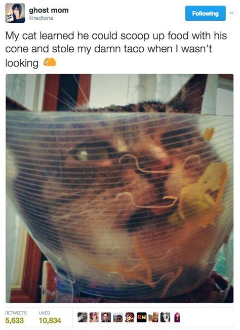 Cat Owners Tweet About Their Feline Friends Hilariously Unusual