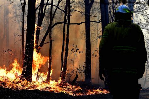 Australia Fires Global Warming Impact And Ecosystem Recovery The