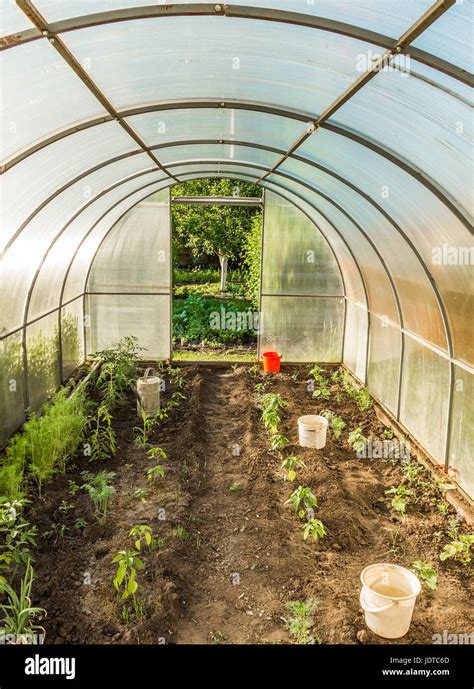 Inside The Greenhouses During The Beginning Of Planting Stock Photo Alamy