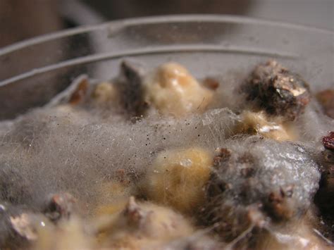 Under ideal conditions (optimal temperature and level of humidity), it takes 24 to how quickly can mold make you sick? Pin Mold and Glowing Mushrooms - Mushroom Cultivation ...