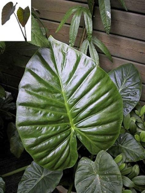 If an internal link led you here, you may wish to edit the linking article so that it links directly to the intended. Alocasia Calidora live plant elephant ear NEW | eBay