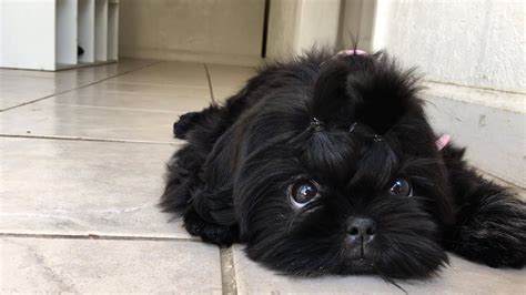Beautiful Black Shih Tzu Puppy Cute Puppies Videos