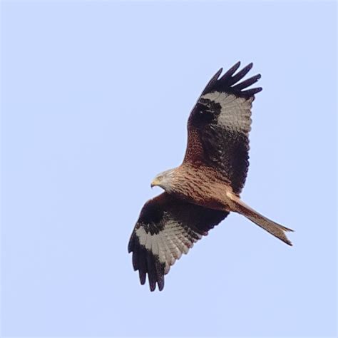 Red Kite Milvus Milvus Tim Tapley Flickr