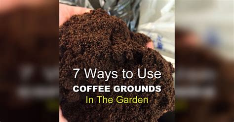 It is claimed that they reduce the number of diseases, ward off insects, fertilize the soil, and even keep slugs from eating your plants. 7 Coffee Ground Garden Hacks That Will Turn Your Thumb Green