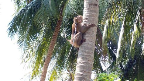 Supermarkets Snub Coconut Goods Picked By Monkeys Bbc News