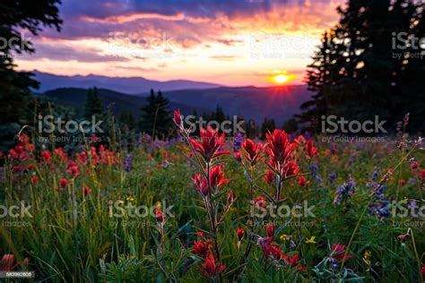 Wildflowers In Mountain Meadow At Sunset Stock Photo Download Image