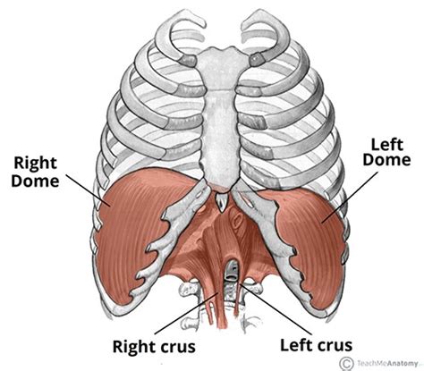 The back) than the ribs. Inhale and exhale your pain away: the diaphragm muscle and ...