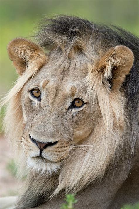 Male African Lion Portrait Photograph By Tony Camacho