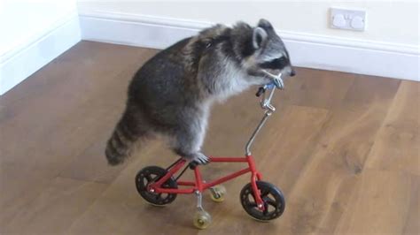 A Raccoon Is Riding A Small Red Tricycle