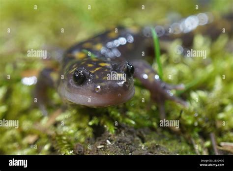 The Critically Endangered Gorgan Mountain Salamander Paradactylodon
