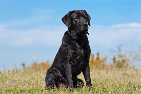 Do Black Labs Make The Best Hunters K9 Web