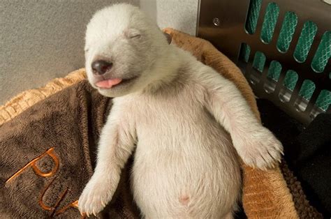 This Adorable Polar Bear Cub Sleeping Is All Of Us In The