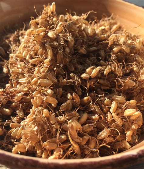 Learning about ancient egyptian food, drink and recipes and more. Ancient Recipe: Egyptian Beer (Egypt, ca. 5000 BCE ...