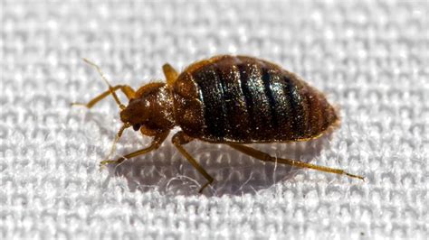 Bed Bug Shells Skins And Casings Essential Information Pest Samurai