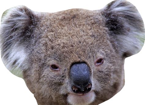 Koala Face Png Photos Png Mart