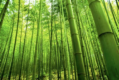 What Is The Manufacturing Process Of Bamboo Timber