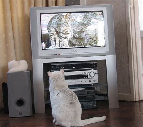 Fresh Pics Pictures Of Cats Watching Cats On Tv