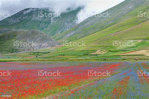 Beautiful Flower Field Castelluccio Umbria Italy Stock Photo Download