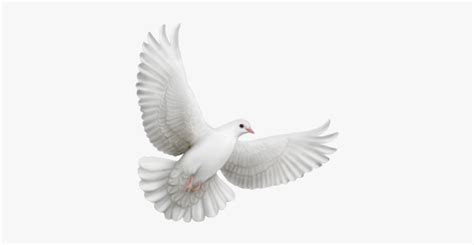 Flying Dove Animation Hd Png Download Transparent Png Image Pngitem