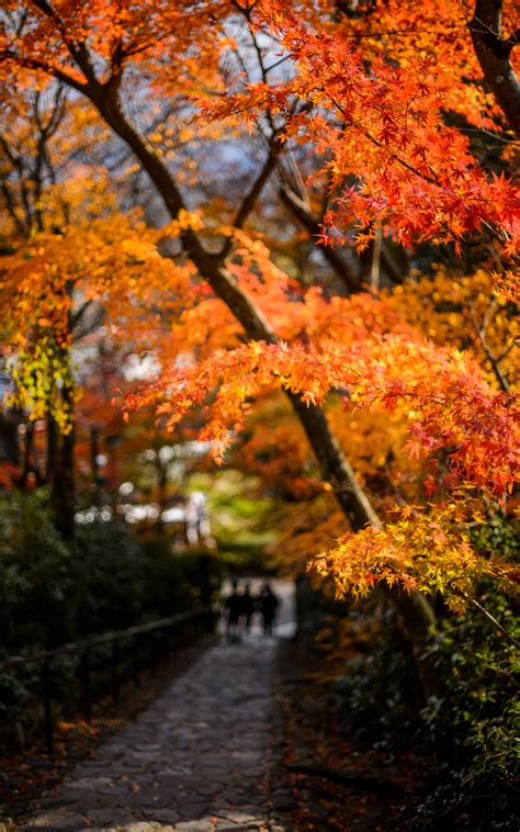 Jeffrey Friedls Blog Revisiting Decembers Arashiyama Outing