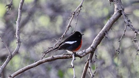 Brilliant Red Bellied Bird Central Texas 78070 Help Me Identify A
