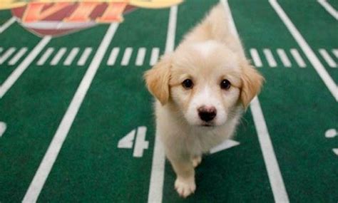 This week, the network announced the launch of animal planet l!ve, which builds on the success of its previous live cams, including one for sharks. The dog ate my productivity: 'Puppy Bowl IX' locker room ...