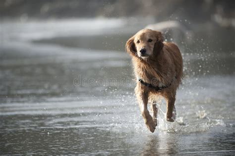 Dog Runs Towards Camera 4 Stock Photo Image Of Breed 18748332