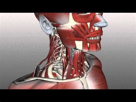 Humans have three different kinds of muscle: Neck Muscles Anatomy - Posterior Triangle, Prevertebral and Lateral Muscles - YouTube | Neck ...