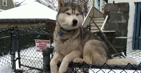 22 Hilarious Pictures Of Dogs Acting Like Cats