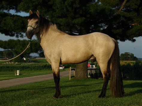 spanish mustang horse info origin history pictures