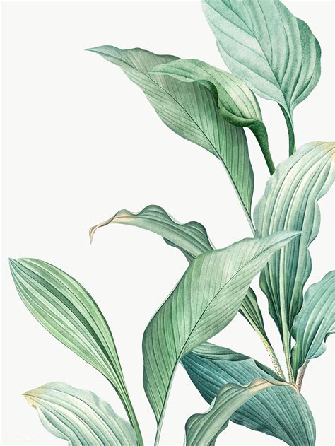 Hand Drawn Tropical Leaves On A White Background Transparent Png Free