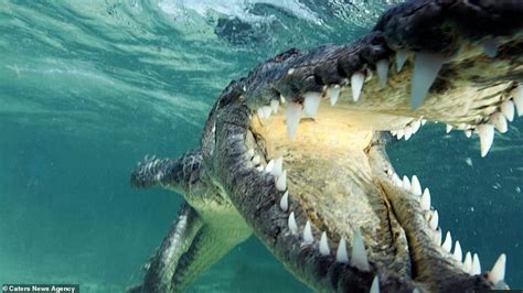 Monster Crocodiles Are Captured In Terrifying Close Up As Free Divers