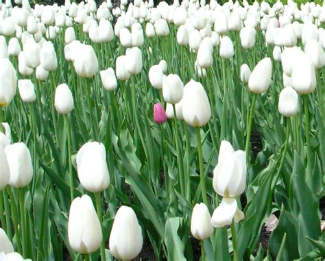 Flowers For Flower Lovers White Tulips Flowers