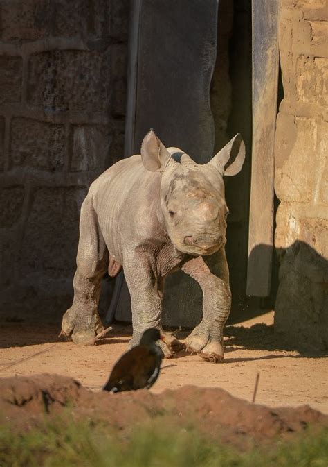 Sixth Baby Rhino Born At British Zoo Gives New Hope For Endangered