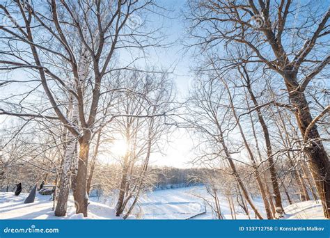 Dawn Frosty Morning Winter Landscape Of Frosty Trees White Snow And