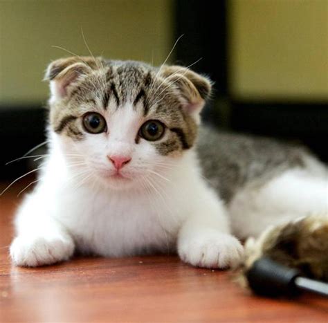 10 Most Popular Cat Breeds In The World The Pets Central