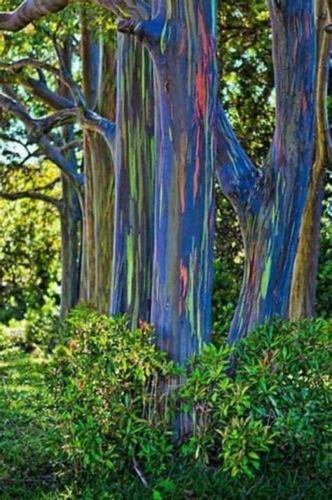 350 Rainbow Eucalyptus Deglupta Tree Seeds Etsy Rainbow Eucalyptus