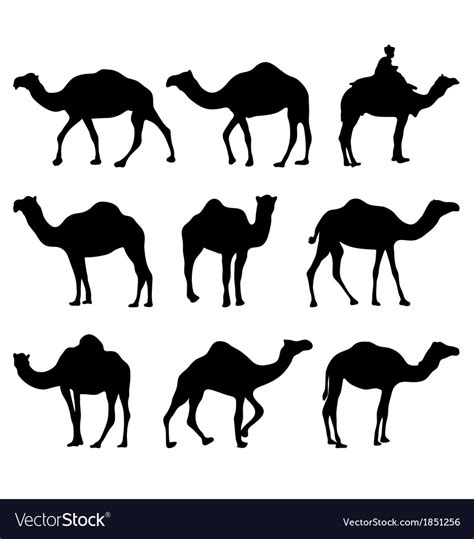 Camels Royalty Free Vector Image Vectorstock