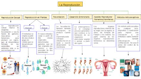 Biologia Mapa Conceptual De La Reproduccion