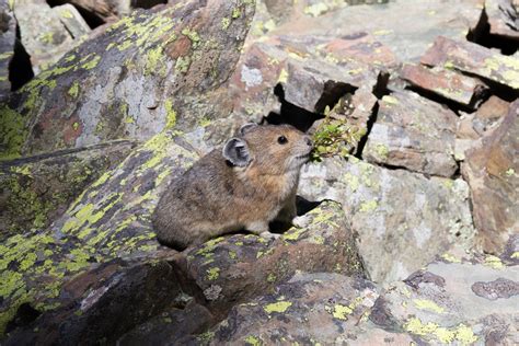Pika Survival Rates Dry Up With Low Moisture The Ecological Society