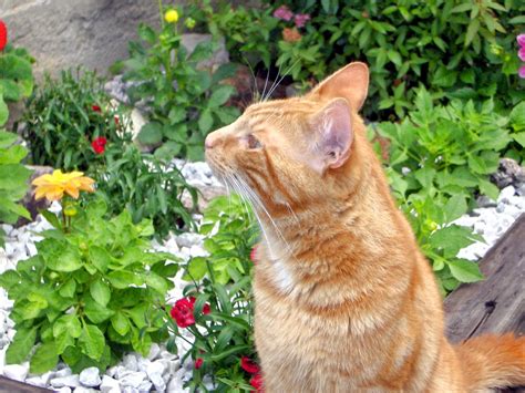 Cats have a hypersensitive sense of smell and certain scents will deter any puss from roaming through your bushes. Keep Cats Out Of Flower Beds - Jessica L. Fisher