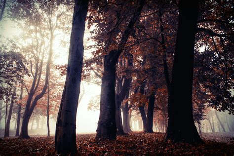 Autumn Trees Park Forest 5k Hd Nature 4k Wallpapers Images