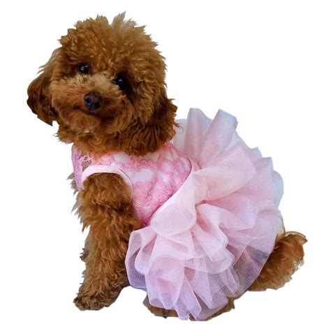 45 Best Dog Costumes For Halloween 2022 Cute And Funny Dog Halloween