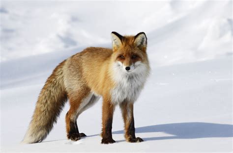 Red Fox Habitat Places Where These Cunning Carnivorans Live
