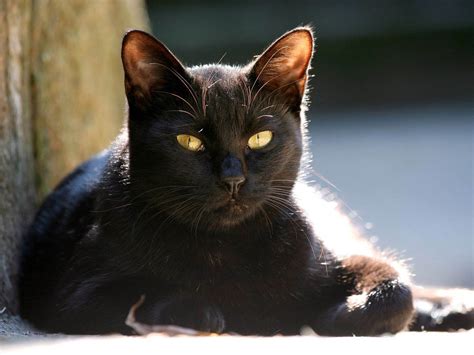 Wallpapers Yellow Eyes Cat Wallpapers
